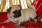 Cachorros de carlino ¡sonrie con ellos en Navidad! - mejor precio | unprecio.es
