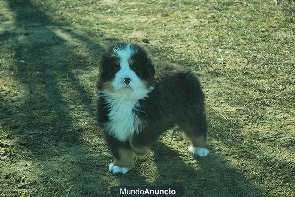 Boyeros de Berna Listos para Entregar Con 2 Meses Cachorros de Calidad