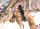 Cachorros de American pitbull terrier - mejor precio | unprecio.es