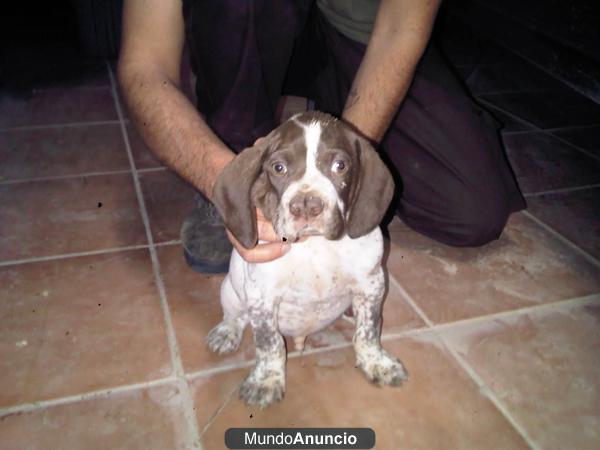 cachorros pachon navarro camada