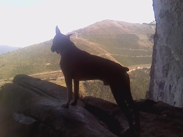 perro boxer para montas
