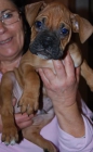 preciosos cachorros de BOXER CON PEDIGREE LOE 350 EUROS - mejor precio | unprecio.es