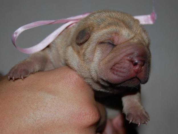 SHAR PEI ISABELLA (CANELA CON GEN AZUL)