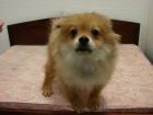 Vendo Hembra POMERANIA - mejor precio | unprecio.es
