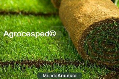 Ofertas de césped natural en tepes. AGROCESPED. Precios de césped natural en tepes.