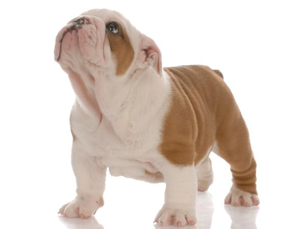 Bulldog Inglés de Pura Raza, ideales.