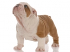 Bulldog Inglés de Pura Raza, ideales. - mejor precio | unprecio.es