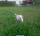 Bulldog American - mejor precio | unprecio.es