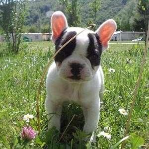 Bulldog Frances, magnifico pedigri