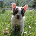 Bulldog Frances, magnifico pedigri - mejor precio | unprecio.es