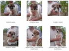 Cachorros en peligro de muerte urgente - mejor precio | unprecio.es