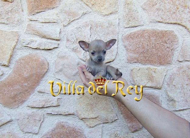 Chihuahua de Bolsillo