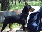 Pinscher para montas - mejor precio | unprecio.es