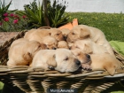 Preciosa camada labradores puros canela - mejor precio | unprecio.es