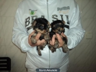 yorkshire terrier - mejor precio | unprecio.es