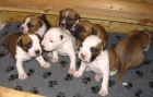 American staffordshire terrier - mejor precio | unprecio.es