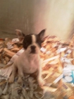 Camada de bulldog frances - mejor precio | unprecio.es