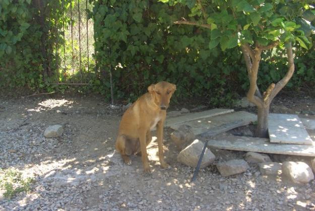 lila necesita salir del refugio