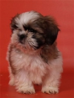 Shih-tzu, adorables y cariñosos cachorros - mejor precio | unprecio.es