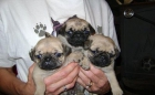 tenemos tres cachorros pug en venta - mejor precio | unprecio.es