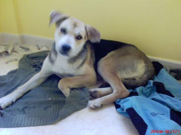 URGE ENCONTRAR DUEÑO(SE REGALAN)