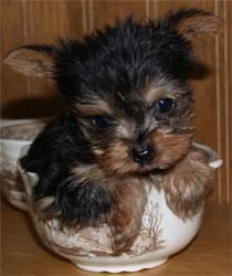Yorkshire. preciosos cachorros