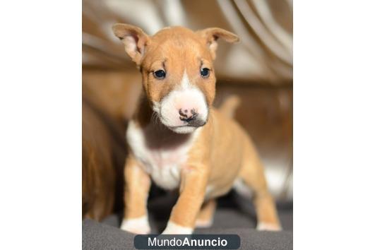 Bull terrier, cachorritos de dos meses, excelente genetica