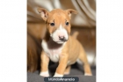 Bull terrier, cachorritos de dos meses, excelente genetica - mejor precio | unprecio.es