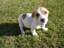 Jack russell 310e