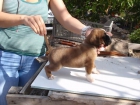 Se vende precioso cachorro de boxer - mejor precio | unprecio.es