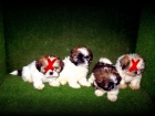 Shi Tzu Preciosos Cachorros, Excelente Calidad - mejor precio | unprecio.es