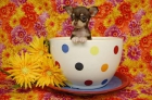 adorable chihuahua xmass - spain - Chihuahua - mejor precio | unprecio.es