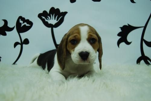 BEAGLE--CAMADA DE CALIDAD!2MESECITOS