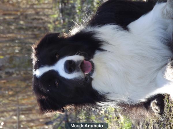 Border Collie Macho para montas - excepcional Pedigree -