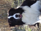 Border Collie Macho para montas - excepcional Pedigree - - mejor precio | unprecio.es