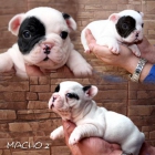 BULLDOG FRANCES PIRATA - mejor precio | unprecio.es