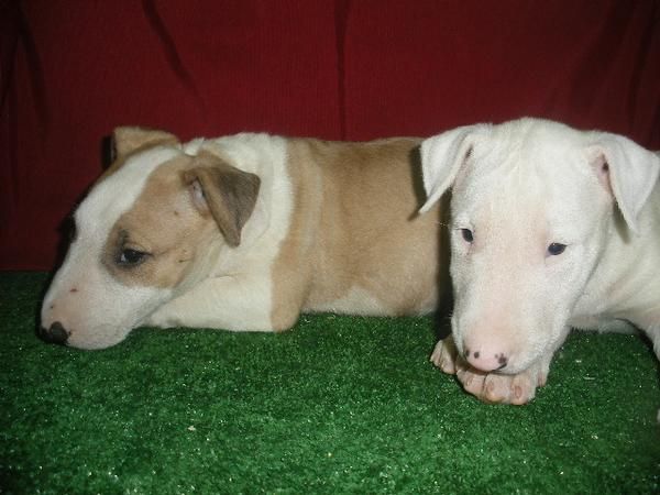 Bullterrier, ¡impresionantes cachorros! . Valencia