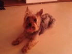 Busco novia para mi yorky - mejor precio | unprecio.es