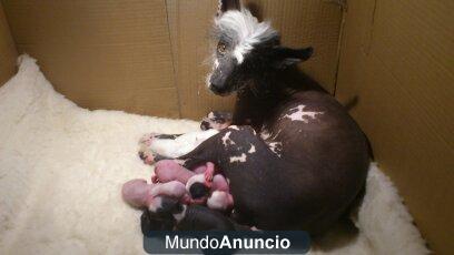 cachorros de crestados chinos con pelo i sin pelo