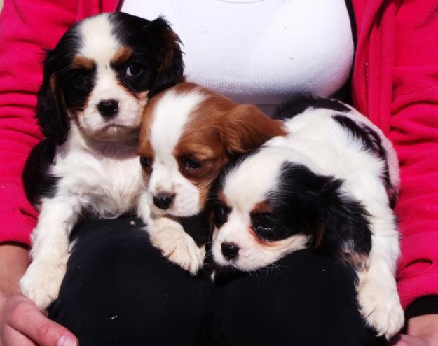 Cavalier king charles, varios colores