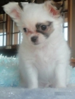 chihuahua hermoso cachorro listo para una familia encantadora.(hannabens32@yahoo.com) - mejor precio | unprecio.es