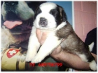 Espectaculares cachorros de san bernardo - mejor precio | unprecio.es