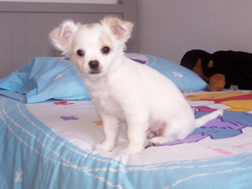 HOY tengo CACHORROS DE CHIHUAHUA PURA RAZA