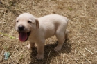 Labrador retriever, listos para entregarse , color amarillo y negros - mejor precio | unprecio.es
