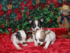 Nuevo Chihuahua Tricolor de 2 meses - mejor precio | unprecio.es
