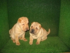 SE VENDEN CACHORRITOS DE SHAR PEI 350€ Y SAN BERNARDO 290€ - mejor precio | unprecio.es