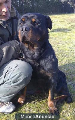 TINA,IMPRESIONANTE ROTTWEILLER EN ADOPCION