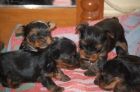 Yorkshire Terrier con pedigree - mejor precio | unprecio.es