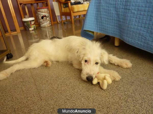 URGENTE Cachorro muy cariñoso necesita un hogar