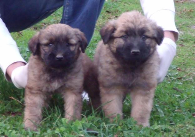 gos d'atura català cachorros